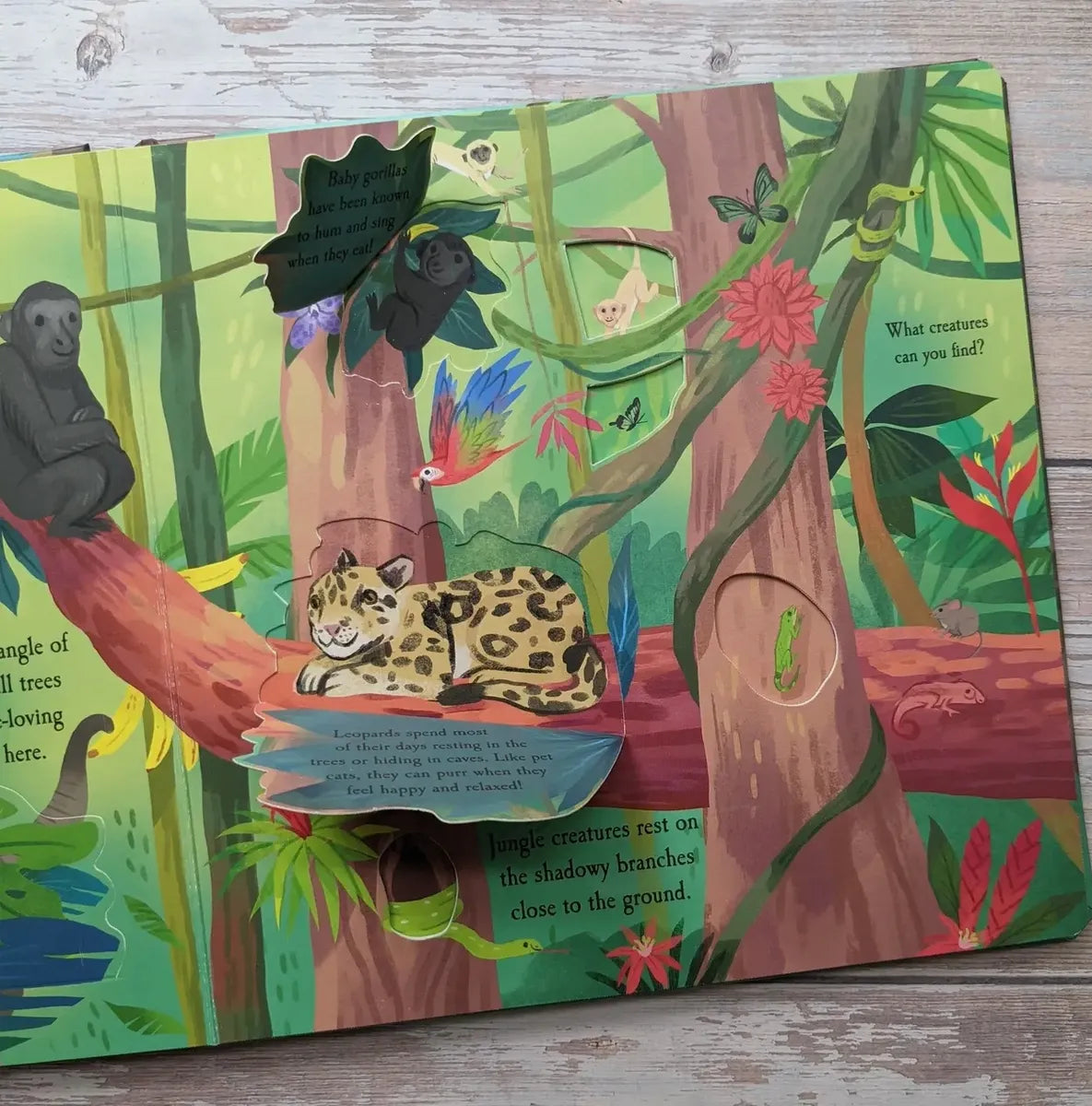 Let's Explore - Rainforest Lift the Flap book